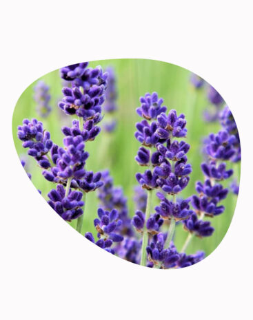 Olio Essenziale Lavanda Vera Oak Organic - immagine 3