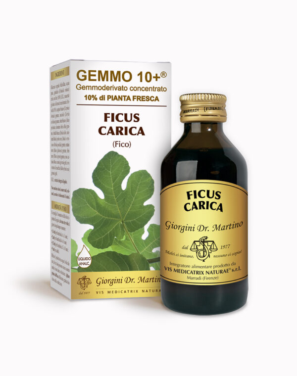 Fico G10+ (Ficus carica)