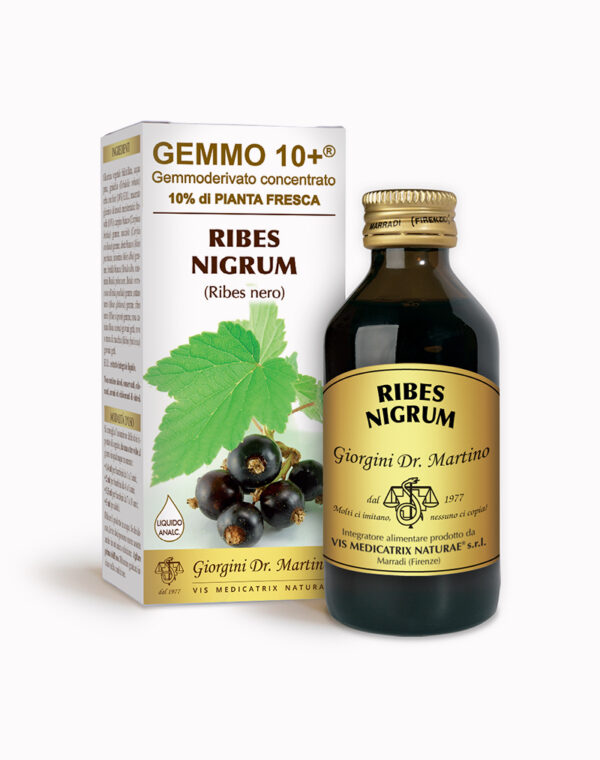 Ribes Nero G10+ (Ribes nigrum)